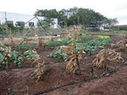 While visiting Normandy Farm and the Paolo Friere School of Formation, we were shown an organic garden called a mandala, which students learn about at the school. At the mandala’s centre is a duck pond that supplies water and natural fertilizer to the rest of the garden. Beds of vegetables, herbal plants, and fruit trees encircle the pond.