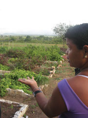 While visiting Normandy Farm and the Paolo Friere School of Formation, we were shown an organic garden called a mandala, which students learn about at the school. At the mandala’s centre is a duck pond that supplies water and natural fertilizer to the rest of the garden. Beds of vegetables, herbal plants, and fruit trees encircle the pond.