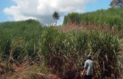 Photos: After eviction by the sugar plantation owners, the people were intimated and abused in their struggle for land, but they were victorious. Without land, they would have been forced to the cities where there is no work, and to live in dangerous slums. Today, the three communities live in one area, sharing the land in common, with each family in their own home and able to support themselves.